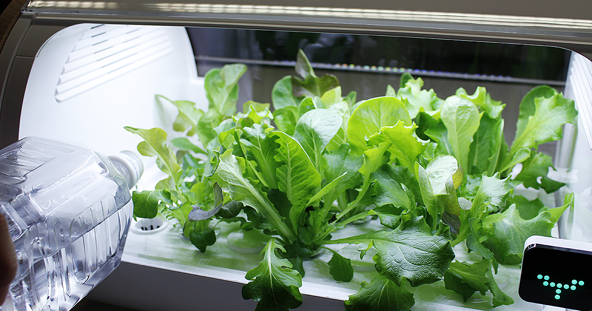 編集部が試してみた】スマート菜園「foop」でレタスを育ててみました