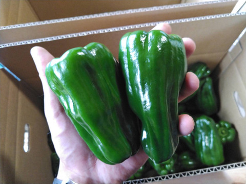 【青森県産特別栽培ピーマン1kg】ピーマン好きに食べてもらいたい！スーパーではあまり見ることがない立派なサイズ　食べごたえ抜群　　15〜20個　1個サイズ45g〜60gほど