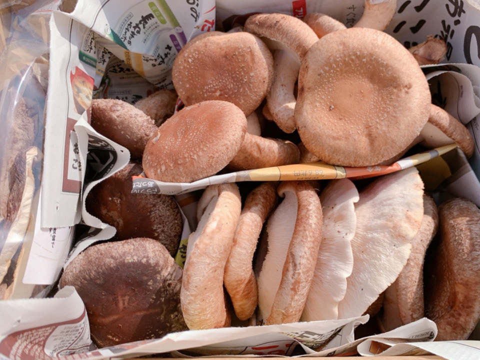 【お買い得セット：竹】極太しいたけから訳ありしいたけまでの詰め合わせセット！