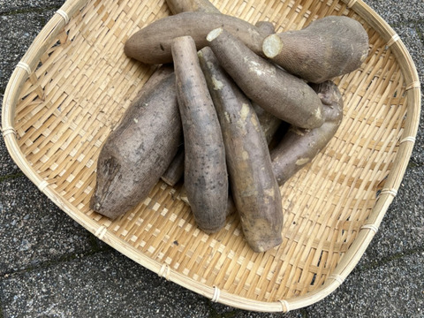 塊ヤーコン、たっぷり 3.5kg