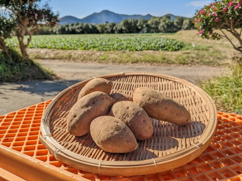 《焼き芋に最適》【Mサイズ】安納芋 1~2人分 600g 長崎県五島列島産