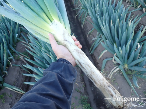 【 冬限定 】シャキ！トロリと甘い！赤城の一本太ネギ！2L３L混合・8本入り・約2.4kg鮮度長持ちの土付き！