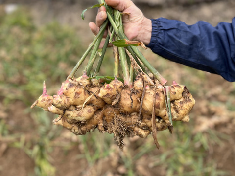 1kg【ちょっとよかショウガ】熊本の大地の恵みで育てた生姜
