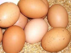 こだわりの平飼い有精卵（たいようの幸せたまご）10個