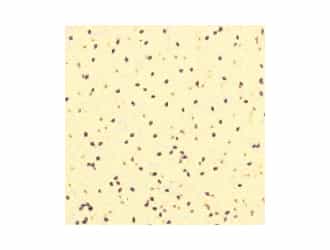  まめのりさん®　ごま